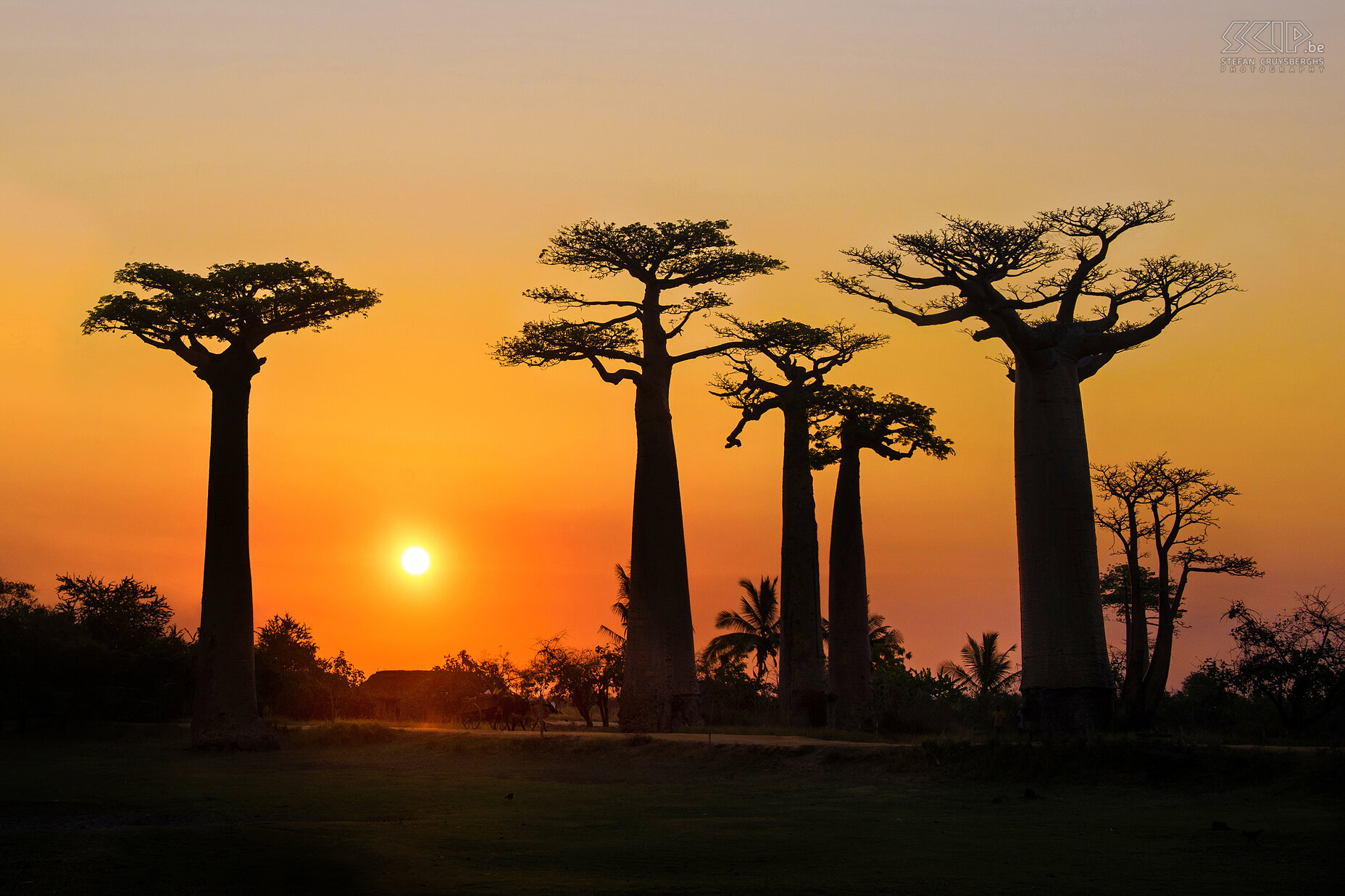 Sunset at the Avenue of Baobabs A beautiful sunset at the iconic avenue of baobabs in western Madagscar. Stefan Cruysberghs